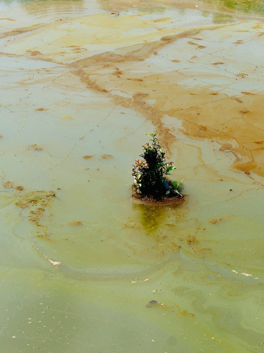 contaminated soil near plant